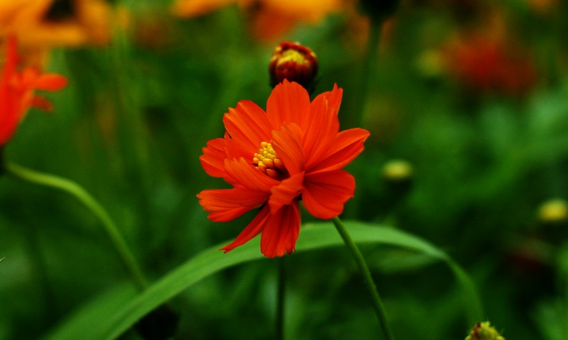 橙色硫华菊花卉图片