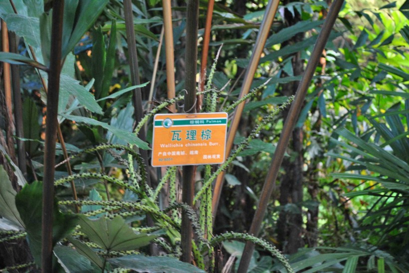 瓦理棕植物图片