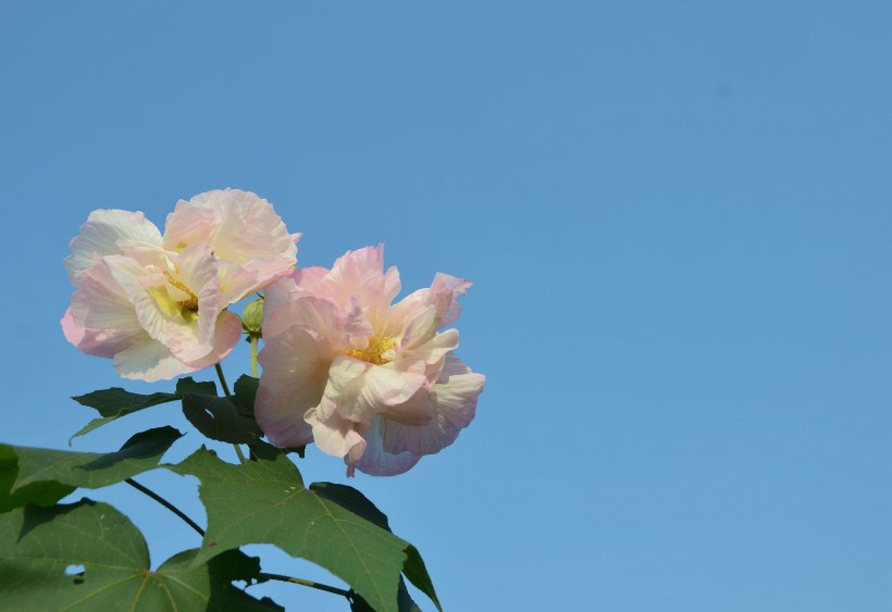 木芙蓉花卉图片
