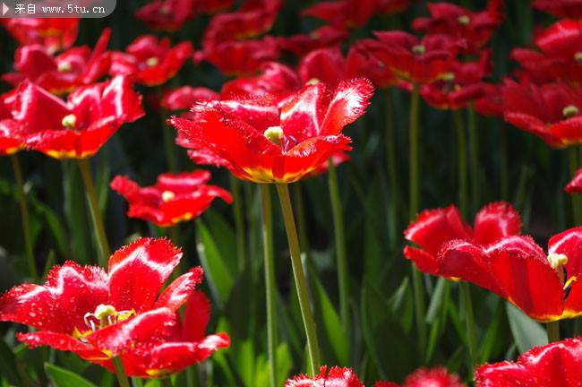 盛开的大红色花朵图片