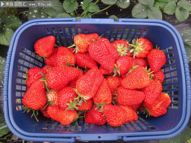 一篮子新鲜的红草莓图片