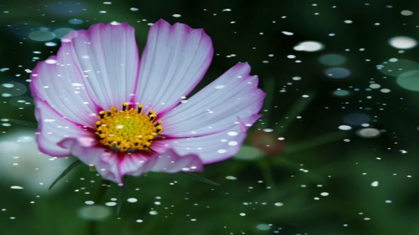 多彩的大波斯菊花卉图片