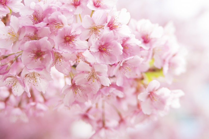 粉艳的樱花图片