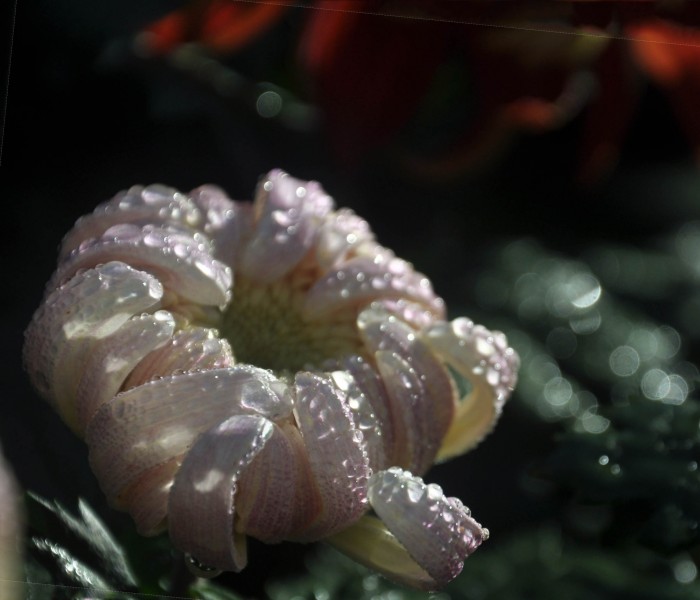 雨后娇艳欲滴的菊花图片