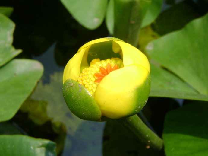 武汉植物园黄金莲