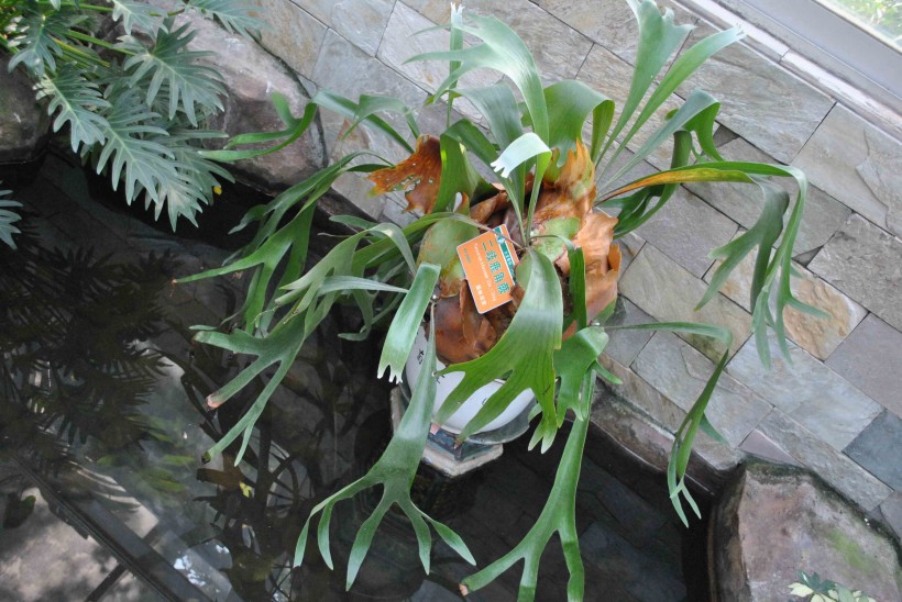 二歧鹿角蕨植物图片