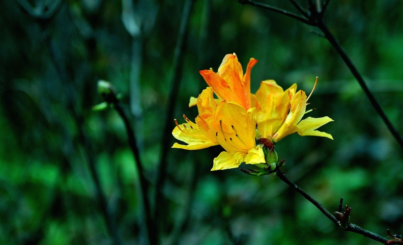 黄色紫荆花图片