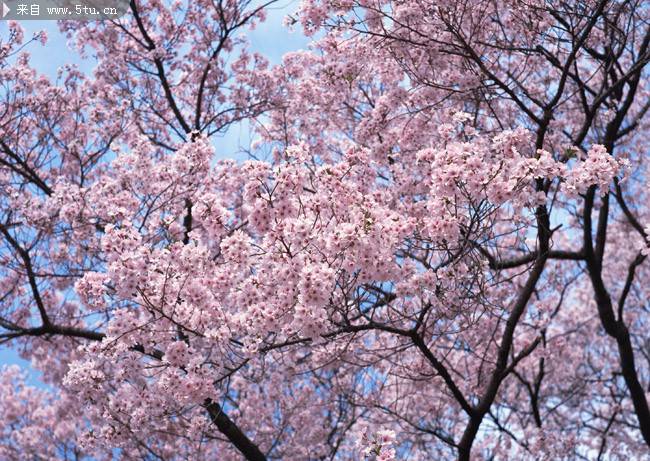 早春盛情绽放的樱花图片
