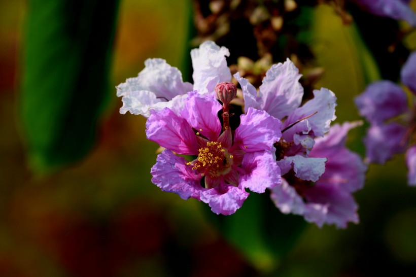 各种颜色的紫薇花图片