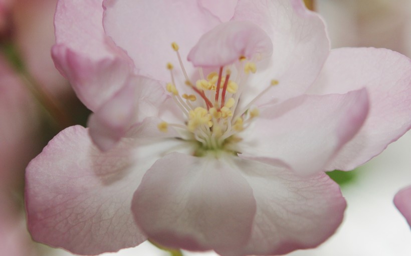 垂丝海棠花卉图片