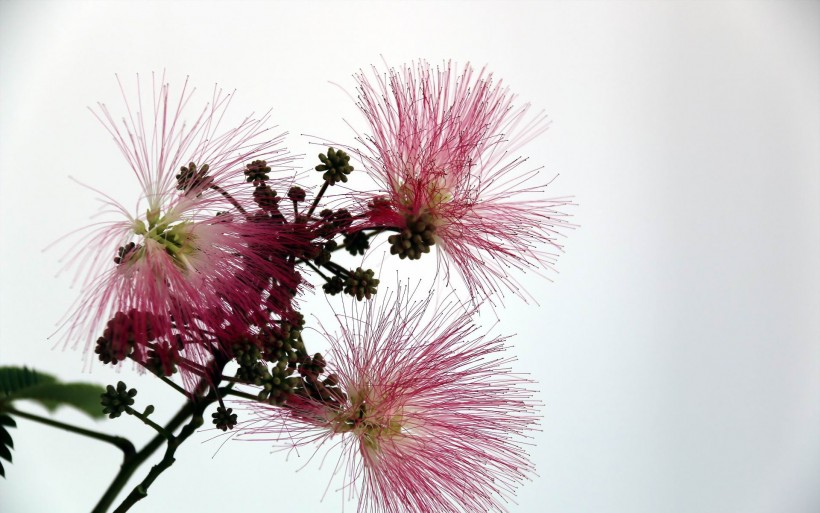 粉色毛绒绒的合欢花图片