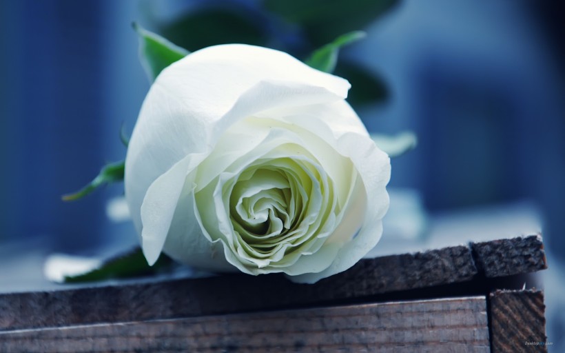 纯洁高贵的白玫瑰图片