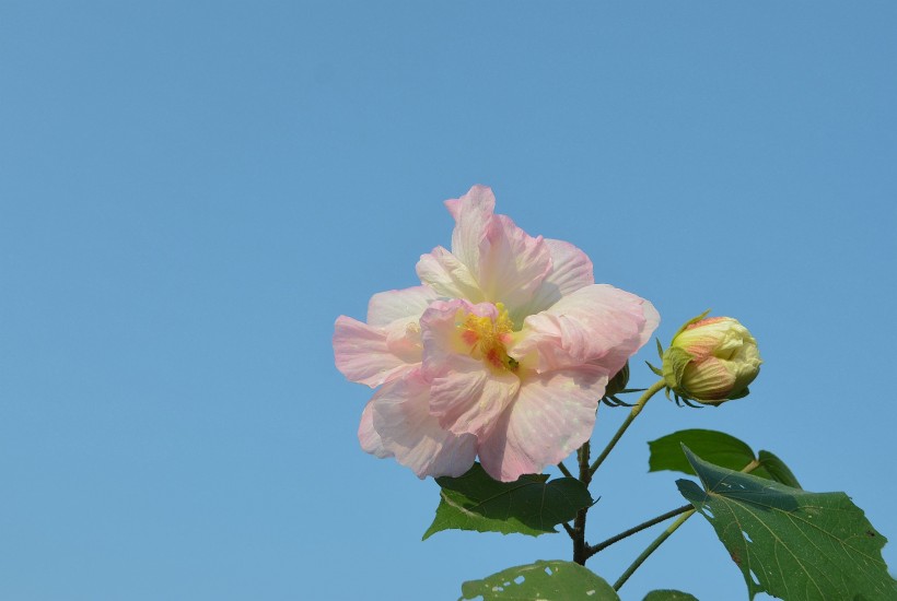 木芙蓉花卉图片