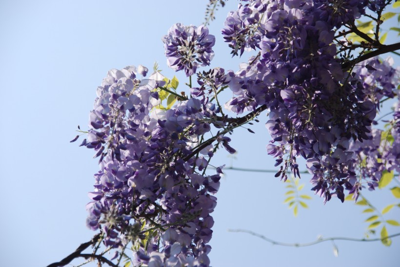清新的紫藤花图片
