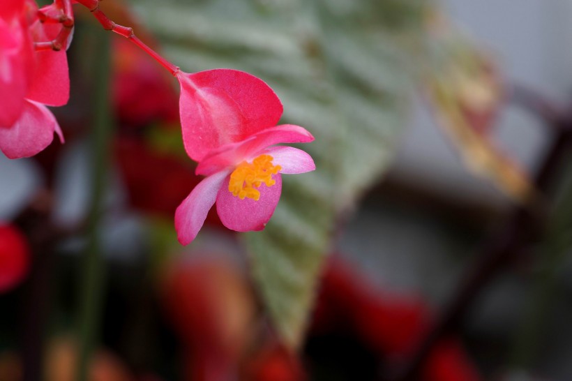 红色的四季海棠图片