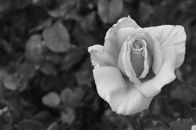 白色的玫瑰图片