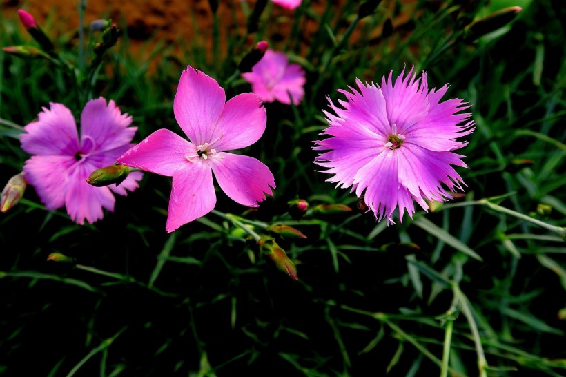 紫色石竹花图片