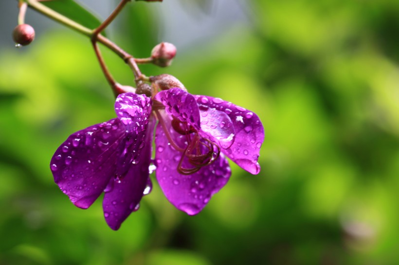 紫花野牡丹图片