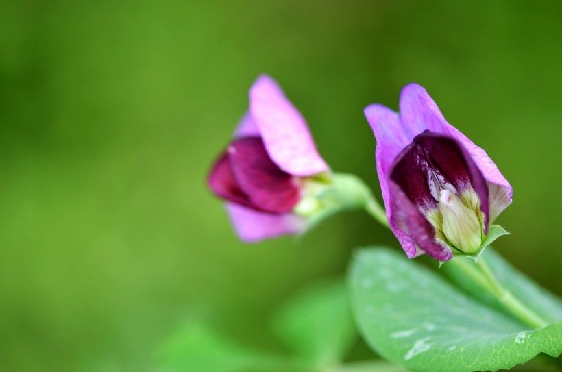 紫色的豌豆花图片