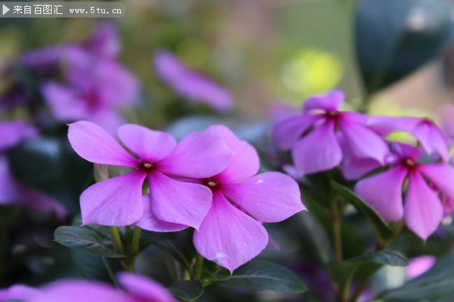 盛开的紫色花朵唯美图片
