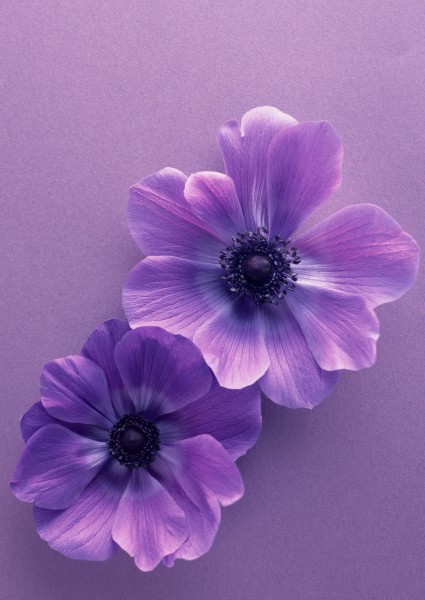 紫色花朵花瓣背景图片