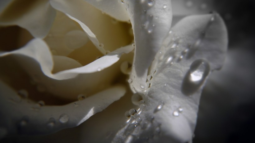 淡雅的白玫瑰图片
