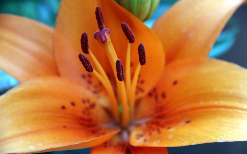 艳丽的橙色百合花图片