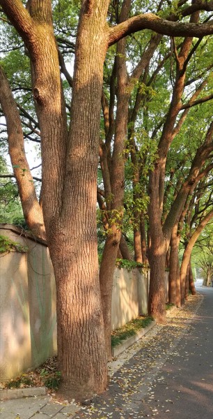阳光下的树木图片