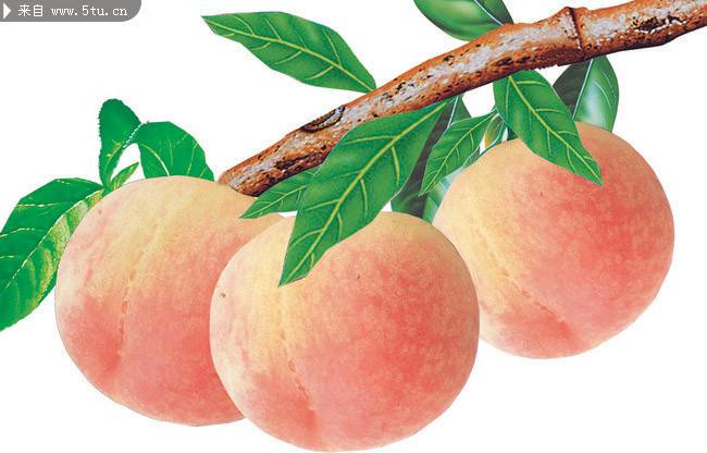 中秋节成熟的桃子图片素材