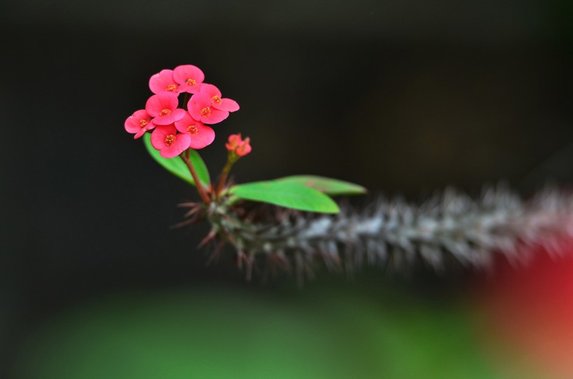 个性虎刺梅花卉图片