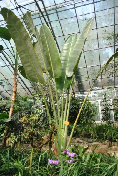 旅人蕉植物图片