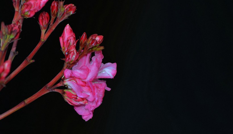 粉色和白色的夹竹桃花卉图片