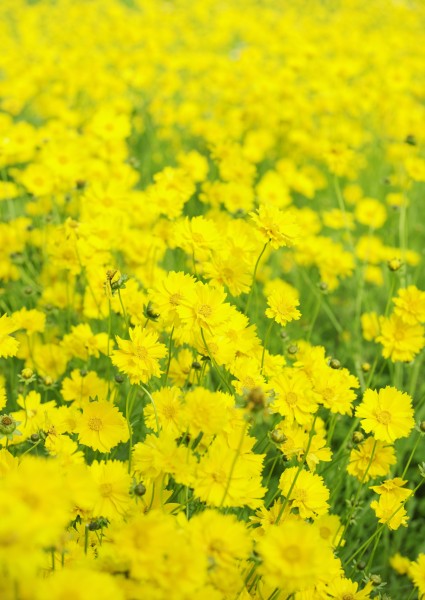 阳光下的黄色花田图片
