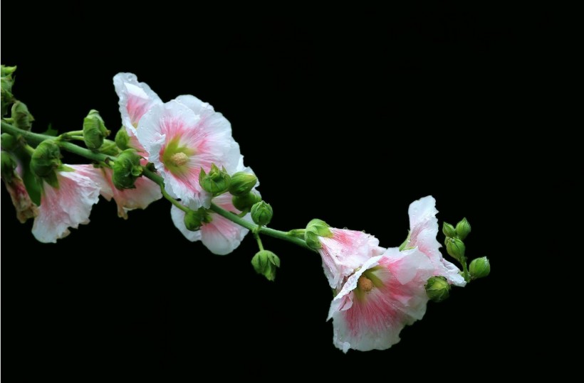 色彩浓淡相宜的蜀葵花卉图片