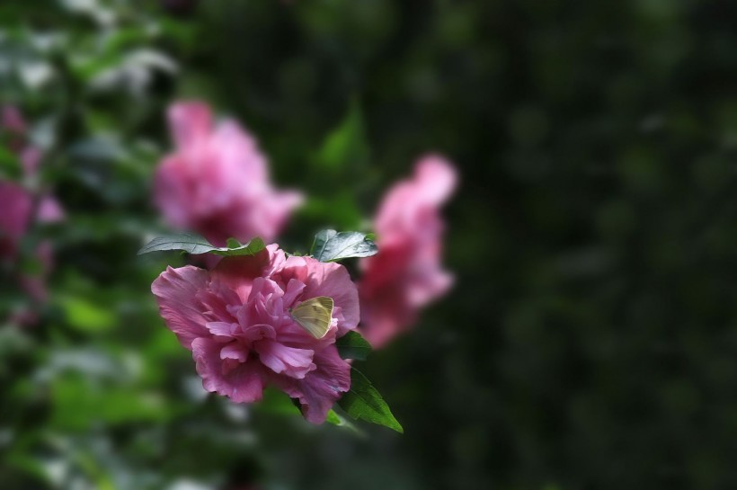 粉色的木槿花卉图片