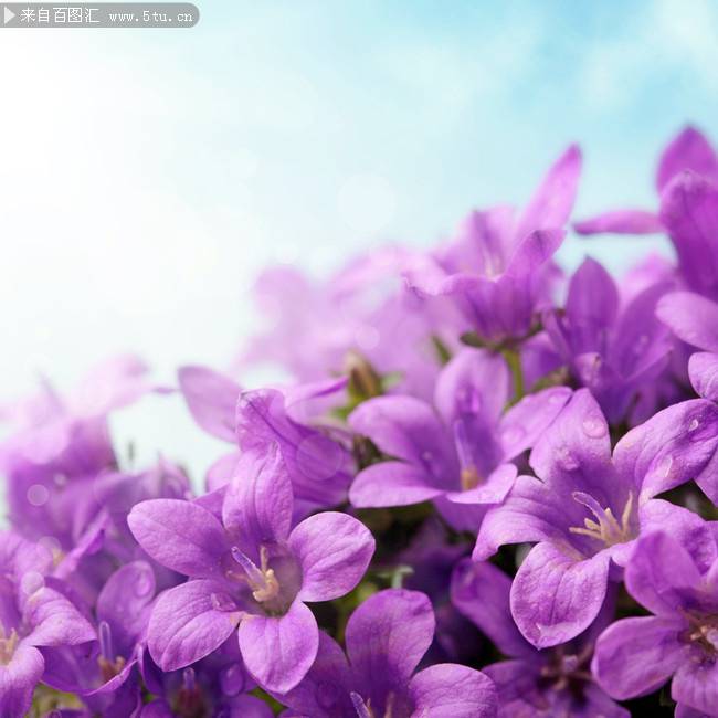 紫色鲜花唯美背景图片素材