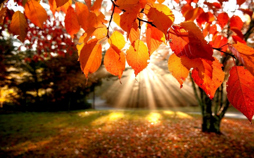 唯美秋天的树图片