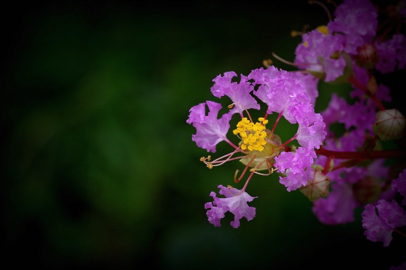 紫薇花图片 