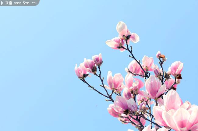 枝头上粉色的玉兰花图片