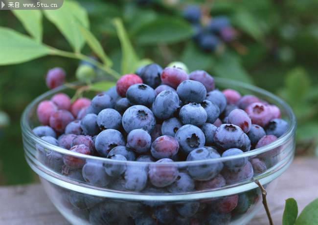 营养成分极高的蓝莓图片