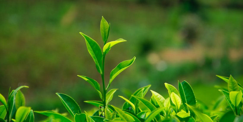 绿色茶叶植物图片