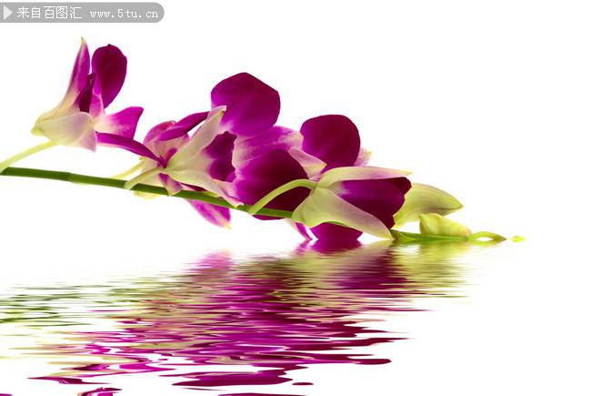 低垂水面的紫色蝴蝶兰图片