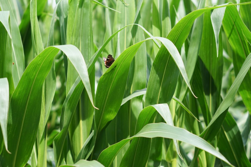绿色的玉米农作物图片