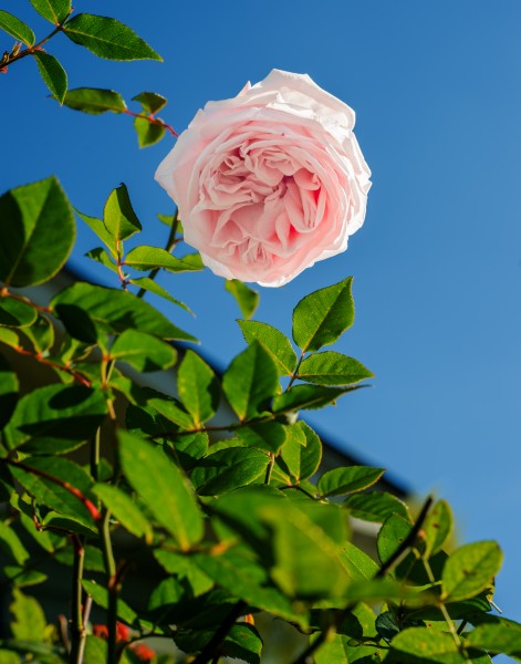 娇嫩的粉玫瑰图片