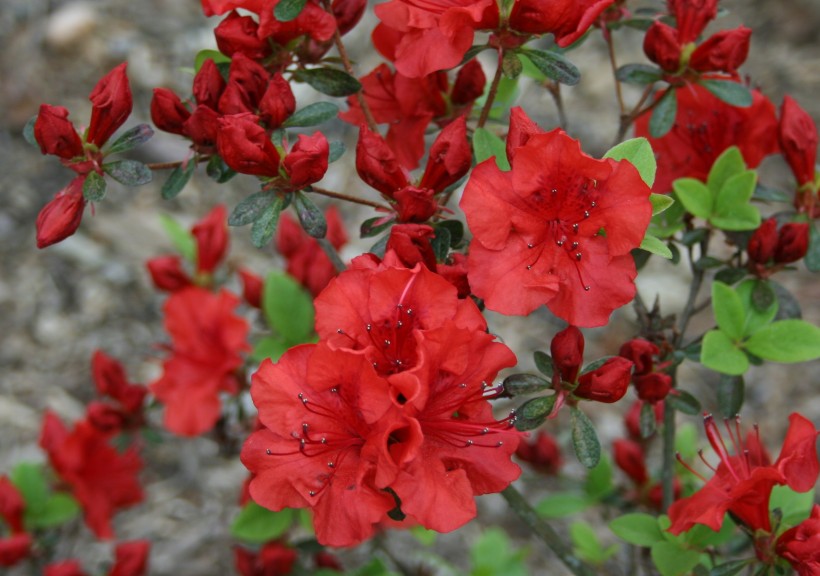 盛开的红色杜鹃花图片