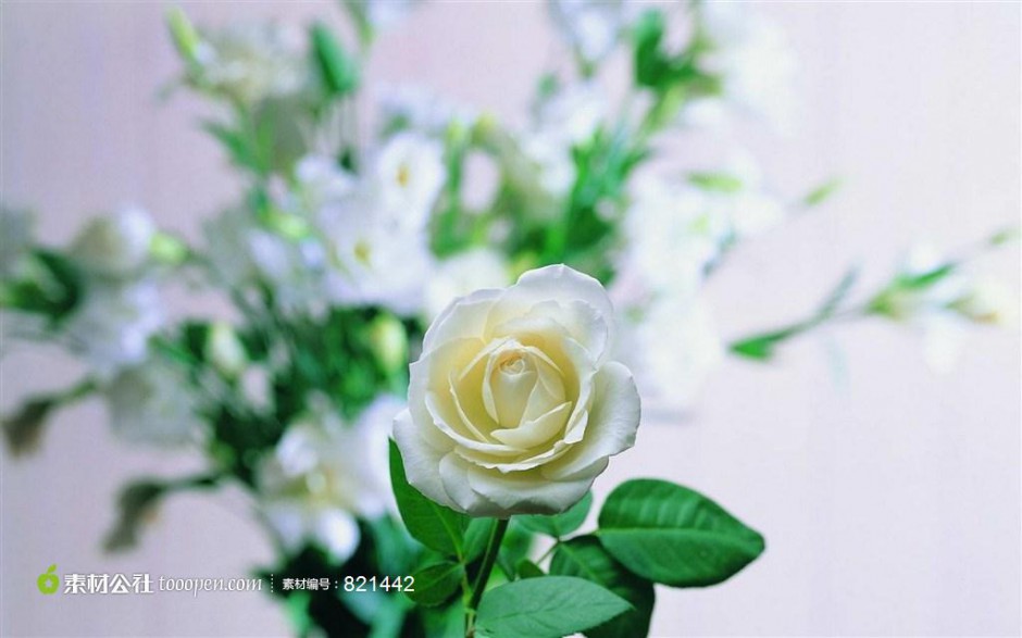 纯洁高贵的白玫瑰摄影图片