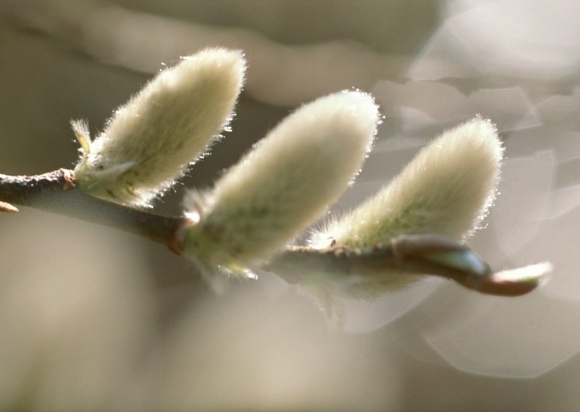 初春萌芽的小植物图片