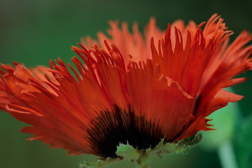 艳丽的红色罂粟花图片