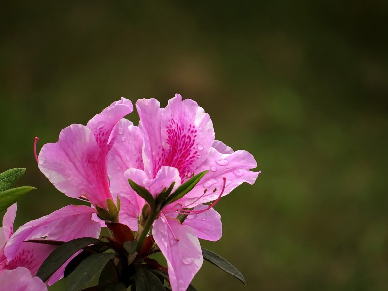 雨后的粉花杜鹃图片