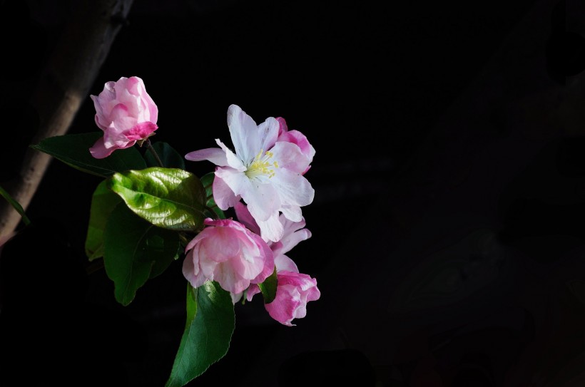 黑色背景下的海棠花图片